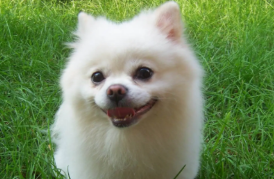 分不清银狐和博美？知道这几点你就明白了~