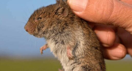 不知道白令海岛田鼠是否可以训练？来这看看~