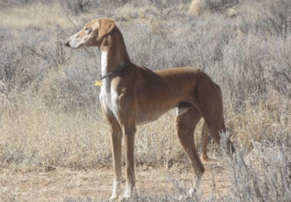 《长安十二时辰》里的狗是什么品种？来看看呢