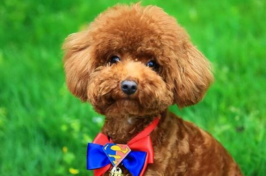 泰迪狗开心的表现，主人一定要了解！