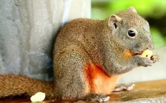 松鼠怕什么气味？来了解看看吧