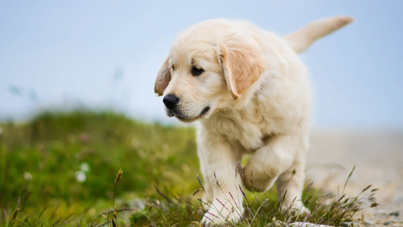 来说说温顺的狗有哪些品种？