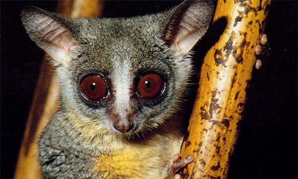 这么大的尾巴是小松鼠吗？原来是可爱的粗尾婴猴