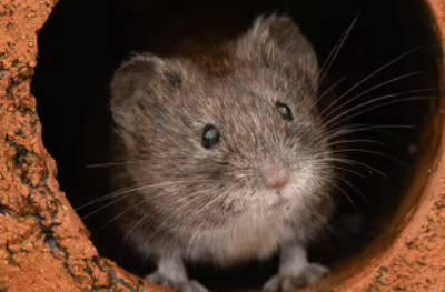 墨西哥田鼠原来长这样！真是涨知识了