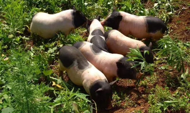 迷你香猪怎么自己上厕所？来这看看吧！