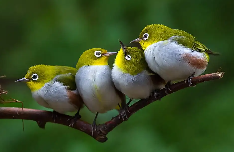 绿色绣眼鸟多少钱一只？这里有解答