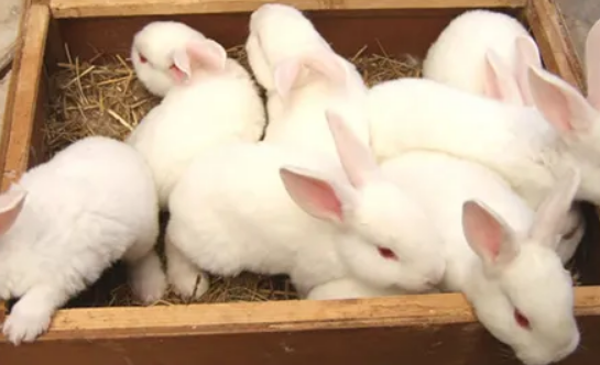 法系獭兔价格多少？想养的小伙伴不要错过
