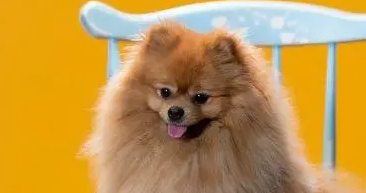 棕色的狗有哪些品种？一起来了解一下吧