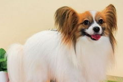 养了几只蝴蝶犬争宠怎么办？宠主来看看吧