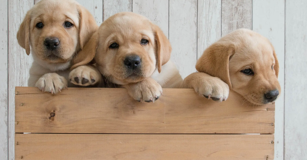 判断幼犬几个月的小办法，你get了吗？