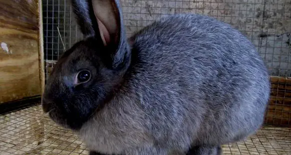 雷克斯兔怎么分公母？你一定要知道方法！