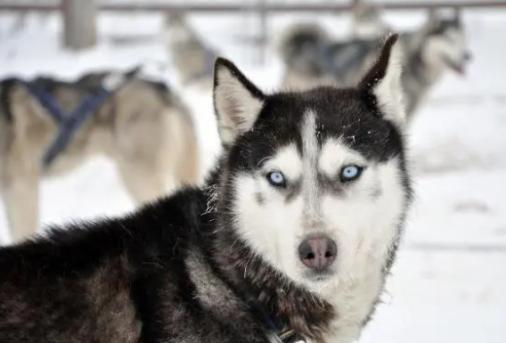 比利玛格狗粮怎样？均衡营养更贴合狗狗天性