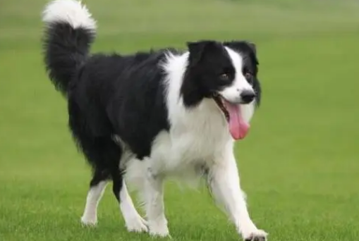 边牧竟然属于冷门狗？为什么呢？