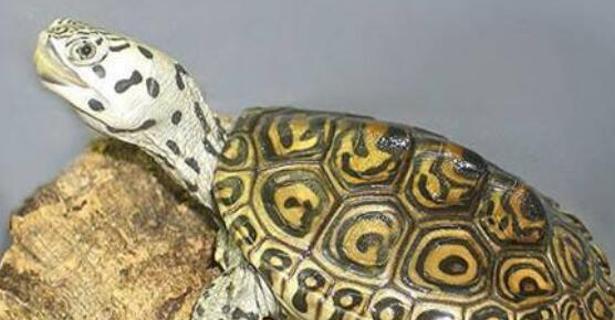 养龟科普：越长越漂亮的龟有哪些？