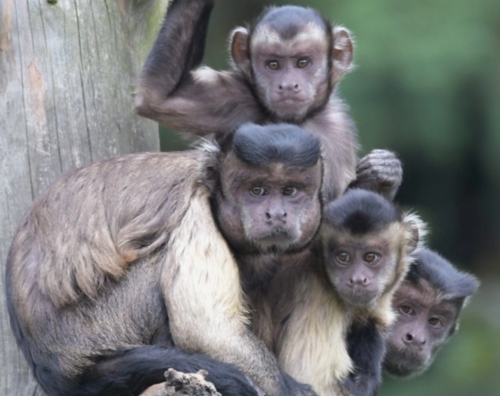 僧帽猴长相为何撞脸人类？原来是另有玄机