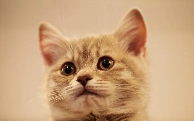 猫咪换猫粮的四个阶段，每个阶段都不同，你做对了吗