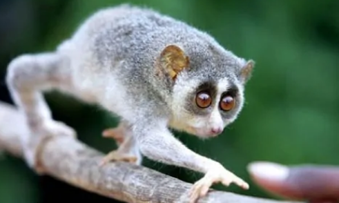 行动十分缓慢的雷猴，大家了解吗？