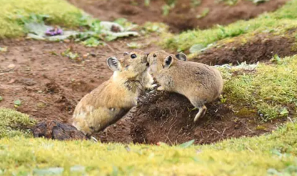 高原鼠兔生活习性是什么？看这篇文章就知道