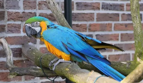 鹦鹉与寿带鸟的区别是这个，看了你就知道！