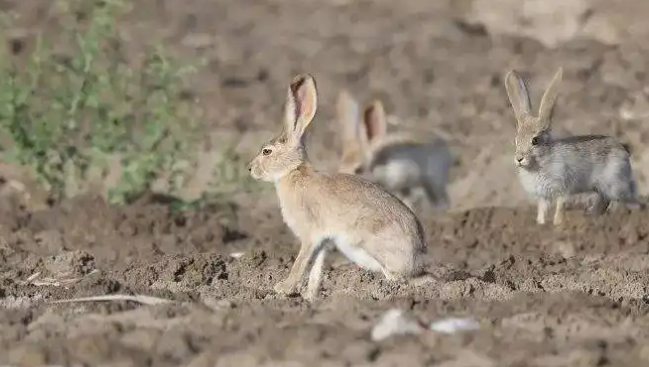 塔里木兔能人工饲养吗？看这篇文章