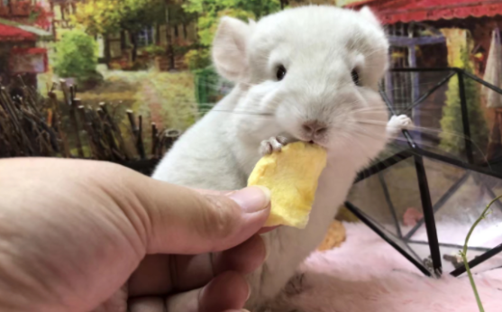 龙猫亲人吗，不懂的小伙伴来看看吧