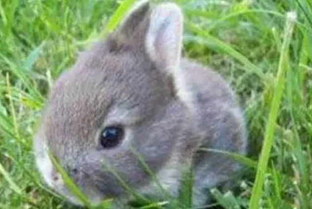 雷克斯兔吃什么，过来看看吧