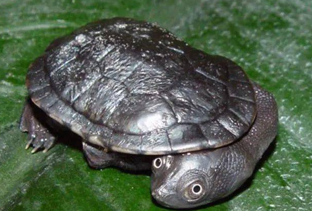 长颈龟能混养吗？不了解的来看看