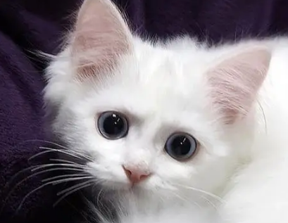 一文详解：怎么教一个月的小猫用猫砂