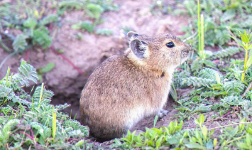 伊湖田鼠咬人吗？看了这篇文章你就知道了！
