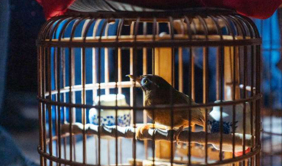 原毛画眉鸟挑选的口诀，新手必看