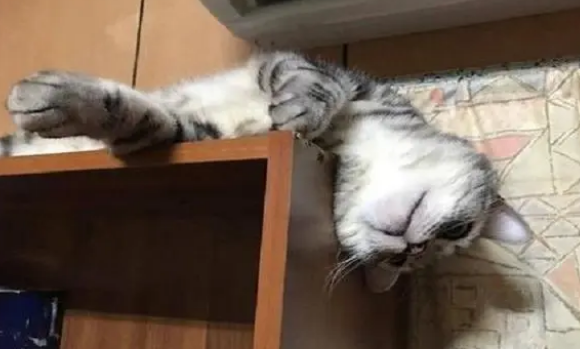 养猫不需要买猫窝，因为猫咪最爱睡觉的地方不是猫窝