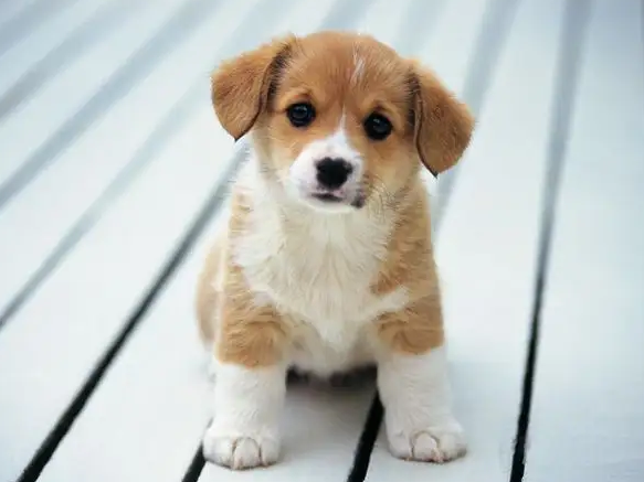 小狗的体温多高才算正常？铲屎官们要注意了