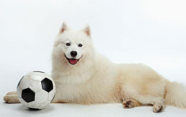 微笑天使萨摩耶犬，到底价值几何呢？