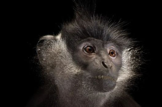 穿着白色短裤的越南叶猴，面临自然灭绝的风险！