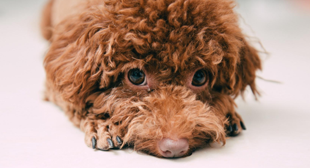 贵宾犬喜欢怎样的主人？新手朋友一定要了解