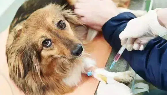 现在养狗必须打疫苗吗？新手一定要了解！