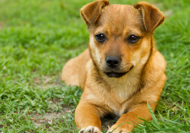 小狗冷到了怎么办？这篇文章给你答案！