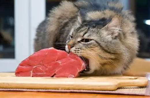 铲屎官有必要了解的话题：猫是杂食动物吗？