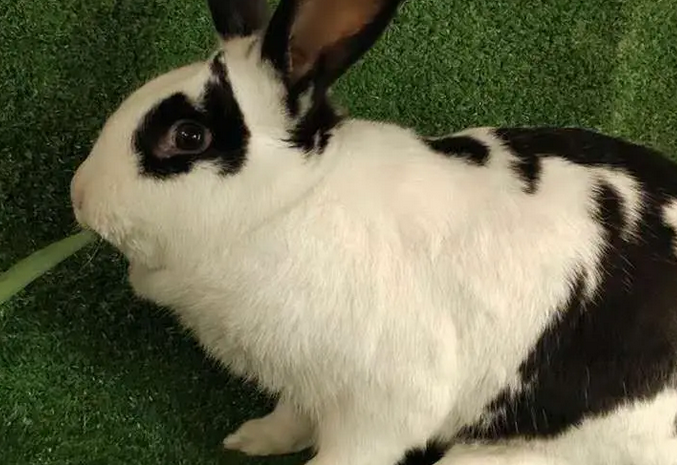 快来get下，新西兰兔如何饲养吧！