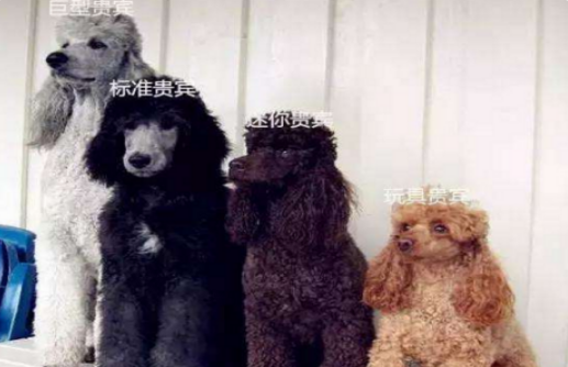 poodle dog是什么狗狗，翻译翻译~