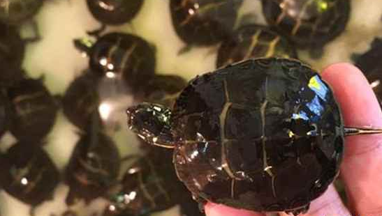 东部锦龟腐皮怎么办？手把手教你治好爱龟