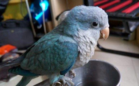 和尚鹦鹉和鹩哥哪个更聪明，来了解了解吧