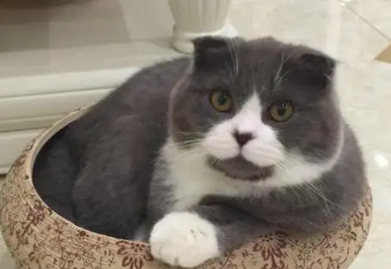 好奇宝宝，快来看看蓝猫和白猫能生出什么猫？