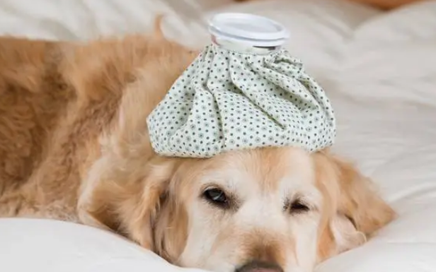 给狗狗换狗粮会拉稀吗？这篇文章告诉你答案