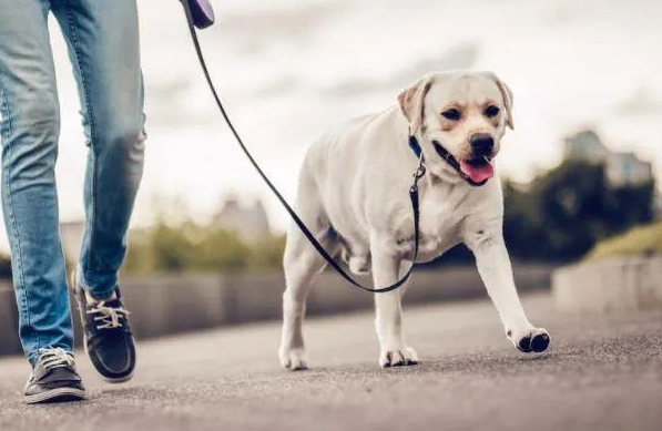 养狗必备牵引绳！项圈和背带究竟哪个更合适？