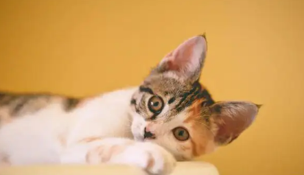 怎么知道猫咪是否喜欢你?从这些表现就能看出来了 怎么知道猫咪是否喜欢你?从这些表现就能看出来了