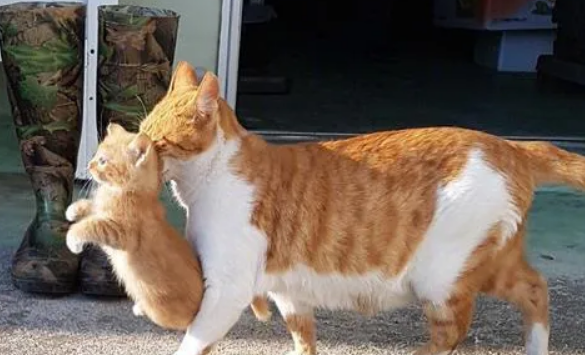 母猫为什么叼着小猫换地方母猫为什么叼着小猫换地方?可能遇到这几种情况了 母猫为什么叼着小猫换地方母猫为什么叼着小猫换地方?可能遇到这几种情况了