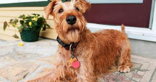 爱尔兰梗患关节炎的主要原因是什么？