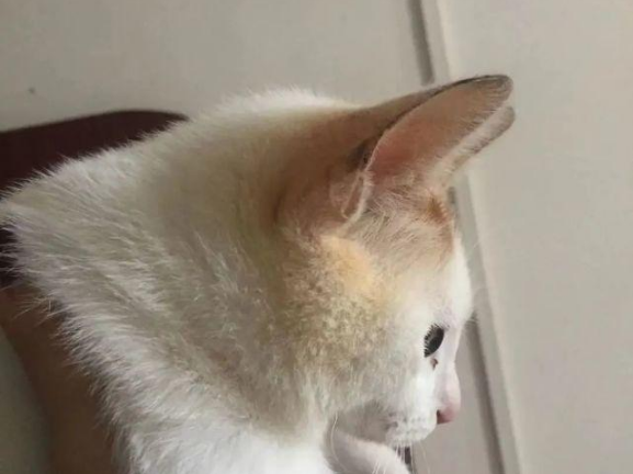 猫癣也会传人？来看看怎么解决