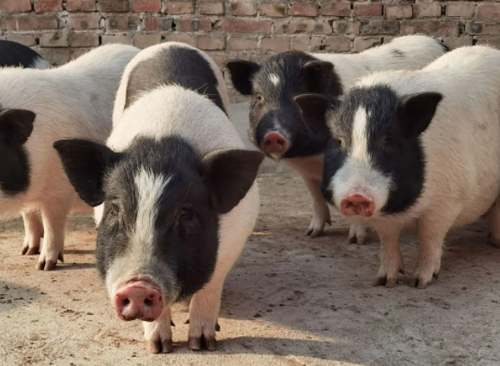快来看看:巴马香猪和陆川香猪有什么区别? 快来看看:巴马香猪和陆川香猪有什么区别?